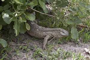 Rock Monitor - varanus albigularis Botswana