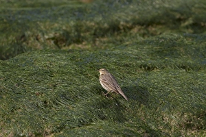 Northern Ireland Prints: Rock Pipit (Anthus petrosus) adult