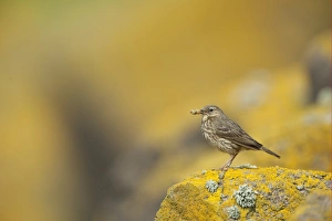 Pipits Prints: Rock Pipit (Anthus petrosus) adult