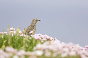 Orkney Prints: Rock Pipit (Anthus petrosus) adult