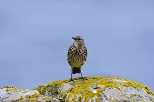 Rock Pipit (Anthus petrosus) adult, standing on lichen covered rocks, South Stack Cliffs RSPB Reserve, Anglesey, Wales