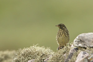 Pipits Prints: Rock Pipit (Anthus petrosus) juvenile