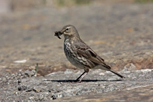 Orkney Prints: Rock Pipit (Anthus petrosus kelinschmidti) adult