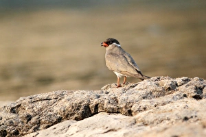Rock Pratincole (Glareola nuchalis) adult male, standing on rocks, Zambesi River, Zambia