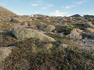 Gamebird Prints: Rock Ptarmigan (Lagopus muta) adult female