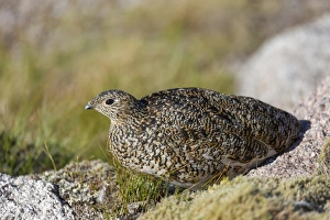 Rock Ptarmigan (Lagopus muta) adult female, summer plumage, standing on moorland, Cairngorms N. P
