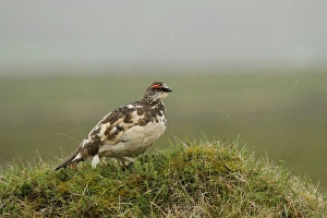 Gamebird Prints: Rock Ptarmigan (Lagopus muta) adult male