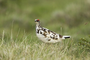 Rock Ptarmigan (Lagopus muta) adult male, breeding plumage, standing on grass, Iceland, June