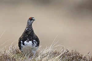 Rock Ptarmigan (Lagopus muta) adult male, breeding plumage, standing, Niederhorn, Swiss Alps, Bernese Oberland