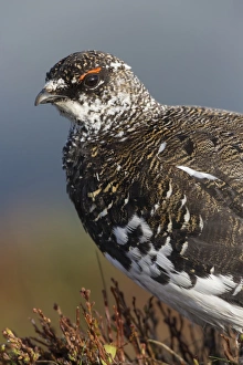 Rock Ptarmigan (Lagopus muta) adult male, breeding plumage, close-up of head and breast, Niederhorn, Swiss Alps