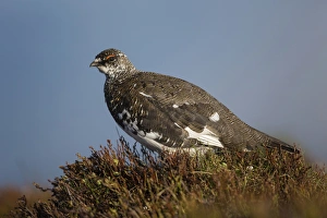 Rock Ptarmigan (Lagopus muta) adult male, breeding plumage, standing, Niederhorn, Swiss Alps, Bernese Oberland