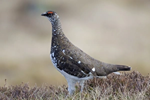 Rock Ptarmigan (Lagopus muta) adult male, breeding plumage, standing, Niederhorn, Swiss Alps, Bernese Oberland