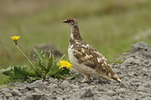 Gamebird Prints: Rock Ptarmigan (Lagopus muta) adult male