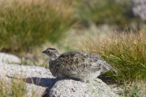 Gamebird Prints: Rock Ptarmigan (Lagopus muta) juvenile