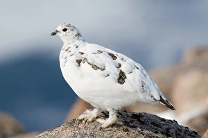 Rock Ptarmigan (Lagopus mutus) adult female, winter plumage, standing on granite outcrop, Cairn Gorm, Cairngorms N. P
