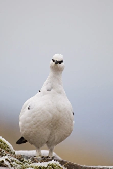 Cairn Gorm Prints: Rock Ptarmigan (Lagopus mutus) adult female