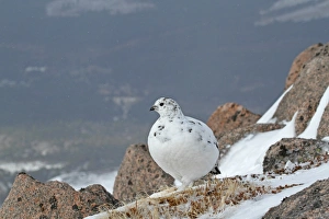 Rock Ptarmigan (Lagopus mutus) adult female, white winter plumage, standing on snow amongst rocks, Cairngorms N. P
