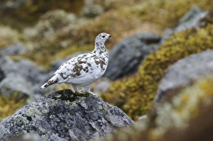 Rock Ptarmigan (Lagopus mutus) adult female, spring transitional plumage, standing on rock high up mountain