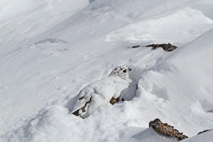 Rock Ptarmigan (Lagopus mutus) adult female, white winter plumage, resting in snow burrow, Cairngorms N. P