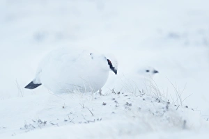 Cairn Gorm Prints: Rock Ptarmigan (Lagopus mutus) adult pair