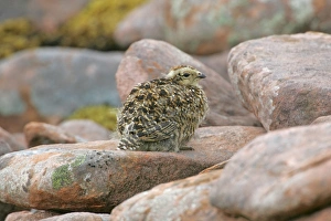 Grouse Prints: Rock Ptarmigan (Lagopus mutus) chick, sitting on rock, Scotland, june