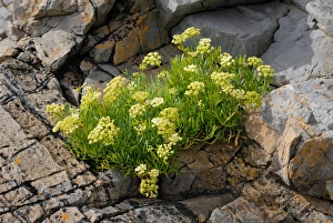 Limestone Prints: Rock Samphire (Crithmum maritimum) flowering