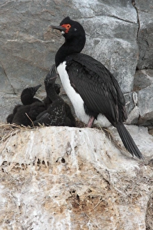 Shag Prints: Rock Shag (Phalacrocorax magellanicus) adult