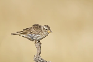 Vine Prints: Rock Sparrow (Petronia petronia) adult, perched on vine, Spain, june
