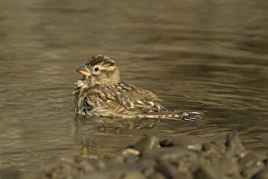 Sparrow Prints: Rock Sparrow (Petronia petronia) adult, bathing, Extremadura, Spain, September