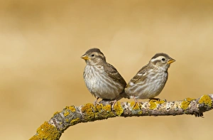 Sparrow Prints: Rock Sparrow (Petronia petronia) two juveniles, perched on twig, Northern Spain, july