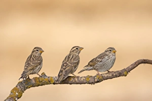 Rock Sparrow (Petronia petronia) three juveniles, perched on twig, Northern Spain, july