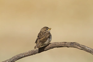 Rock Sparrow (Petronia petronia) two juveniles, perched and preening on twig, Northern Spain, july