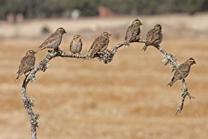 Sparrow Prints: Rock Sparrow (Petronia petronia) seven juveniles