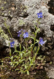 Rock Speedwell (Veronica fruticans) flowering, growing on acid rock, Heas Valley, French Pyrenees, France, June