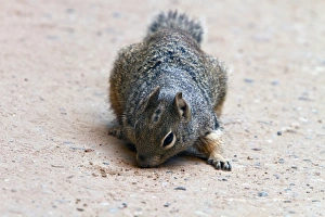 Rock Squirrel, Utah America