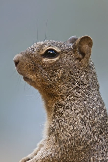 Rock Squirrel, Utah America