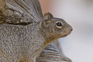 Rock Squirrel, Utah America