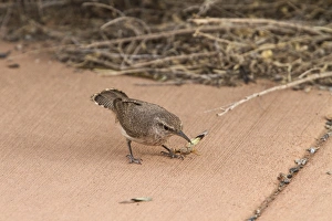 Uutah Prints: Rock Wren with grasshopper - Utah America
