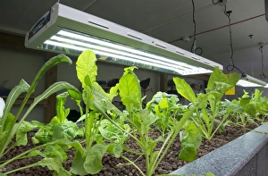 Indoor Prints: Rocket growing in aquaponics unit