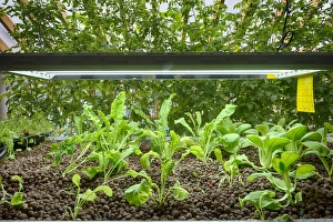 Indoor Prints: Rocket and Pak choi growing in aquaponics unit