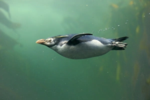 Seabird Prints: Rockhopper Penguin (Eudyptes chrysocome) adult