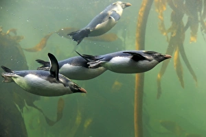 Seabird Prints: Rockhopper Penguin (Eudyptes chrysocome) four adults