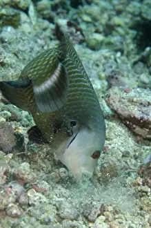 Rockmover Wrasse (Novaculichthys taeniourus) adult, feeding, Lembeh Straits, Sulawesi, Sunda Islands, Indonesia