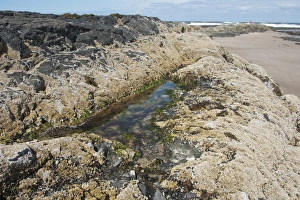 Rock Pools Prints: Rockpool on beach, Bamburgh, Northumberland, England, july