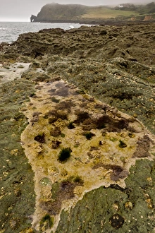 Rockpool habitat at low tide, Prawle Point, South Devon, England, September