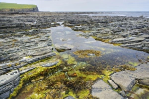 Orkney Prints: Rockpool on rocky shore at low tide, Brough Head, Mainland, Orkney, Scotland, june