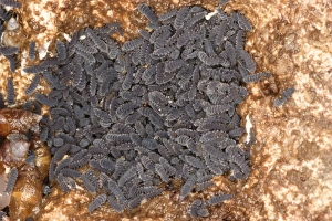Shorelines Prints: Rockpool Springtail (Anurida maritima) group