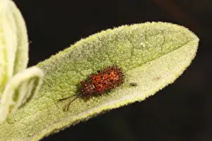Chrysomelidae Prints: Rockrose Prickly Leaf Beetle (Dicladispa testacea) adult