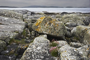 Boulders Prints: Rocks on beach with Thrift (Armeria maritima) flowering