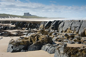 Rocks and seaweed on beach, with Bamburgh Castle in distance, Bamburgh, Northumberland, England, july